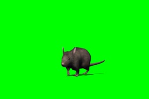老鼠 5 绿背景 绿屏抠像素材 巧影特效素材手机特效图片