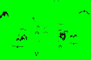 群飞的黑蝙蝠 绿幕素材 抠像视频免费下载手机特效图片