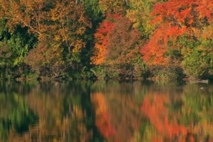 秋风落叶落木秋景唯美森林秋季视频素材041手机特效图片