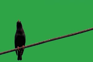 黑色小鸟绿幕视频素材 动物绿幕 剪映特效素材手机特效图片