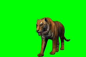 老虎 走路 奔跑 8 动物 绿屏抠像 特效素材手机特效图片