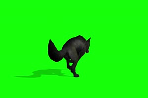 黑狼后面 4K绿幕 抠像视频素材 绿幕视频下载手机特效图片