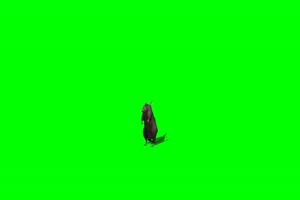 老鼠 3 绿背景 绿屏抠像素材 巧影特效素材手机特效图片