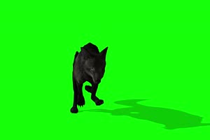 黑狼前面 4K绿幕 抠像视频素材 绿幕视频下载手机特效图片