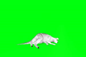袋鼠 白色  视频特效 绿幕素材 抠像通道手机特效图片