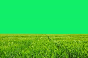 4K 草 野草绿幕素材 16 绿幕视频 绿屏素材网免费手机特效图片