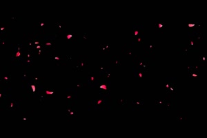 飘起的的花瓣 树叶花 黑幕背景抠像视频 广场舞手机特效图片