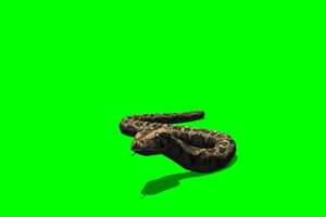 蛇 3绿屏素材 绿幕抠像素材