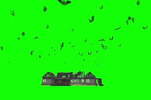 房屋上盘旋的蝙蝠 绿幕素材 抠像视频免费下载手机特效图片