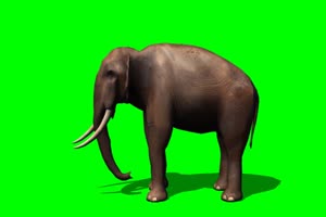 大象 行走 2 绿背景 绿屏抠像素材 巧影特效素材手机特效图片