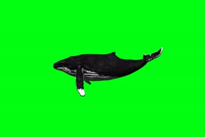 鲨鱼  绿屏抠像 特效素材 AE巧影 特效牛手机特效图片