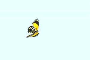 蝴蝶 带Alpha透明通道 抠像视频 PR AE专业级特效视手机特效图片
