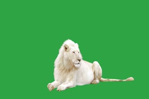 真实狮子 绿幕视频 抠像视频下载手机特效图片