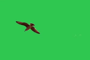 4K 鸟2 飞鸟绿幕视频 真实鸟类绿屏素材手机特效图片