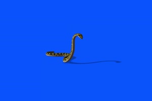 3D 真实蛇 完整视角 绿幕背景 蓝幕视频 抠像视频手机特效图片