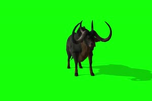 4K 水牛 牦牛 牛 绿幕视频 绿幕素材 抠像视频 后手机特效图片