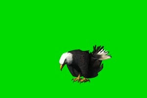 老鹰吃食 绿幕抠像 特效素材 @特效牛手机特效图片