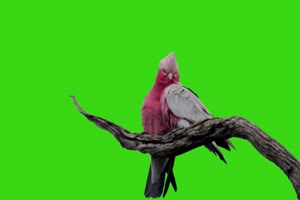绿幕鸟儿绿幕 鸟类绿幕视频素材40 绿布视频 抠像手机特效图片