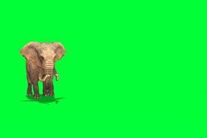 大象 动物绿幕视频素材下载 @特效牛绿幕素材网手机特效图片