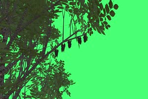 飞行和挂在树上的蝙蝠 绿幕素材 抠像视频免费下手机特效图片