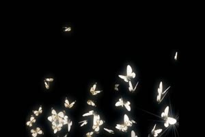 一群白色的闪光蝶 蝴蝶 抠像素材 特效素材手机特效图片