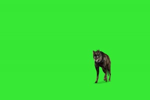 白眼睛黑狼狗 绿屏动物 特效视频 抠像视频 巧影手机特效图片