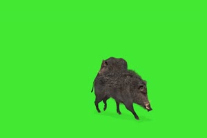 黑野猪 绿屏动物 特效视频 抠像视频 巧影ae素材手机特效图片