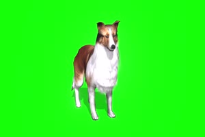 狗前面 绿幕视频 绿幕素材 剪映抠像素材