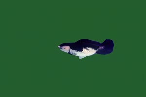 金鱼 27锦鲤 小鱼 特效 绿幕黑幕视频素材手机特效图片