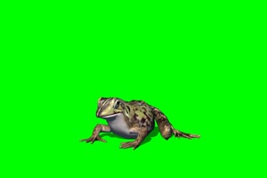 青蛙 2 绿背景 绿屏抠像素材 巧影特效素材手机特效图片