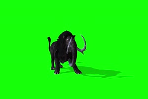 4K 黑色猛犸象前面 绿幕视频素材 绿布视频 视频手机特效图片