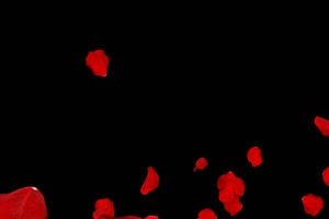 飘落 飘散的红花瓣 树叶花 黑幕背景抠像视频 广手机特效图片