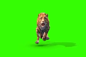 老虎 攻击 2 动物 绿屏抠像 特效素材手机特效图片