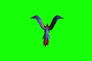 凤凰鹦鹉鸟后面 全方位绿幕视频 抠像视频素材绿手机特效图片