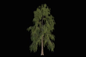树 树木 抠像视频15黑幕视频素材