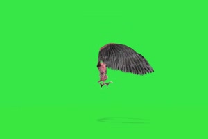 火龙鸟2 绿幕视频素材 特效抠像 绿布视频 飞鸟手机特效图片