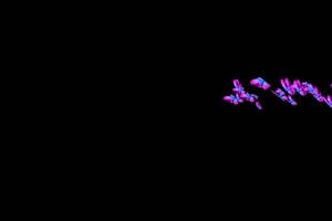 一群紫蓝色彩蝶 蝴蝶 抠像素材 特效素材手机特效图片