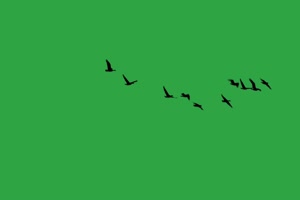 4K 飞鸟8 飞鸟绿幕视频 真实鸟类绿屏素材手机特效图片