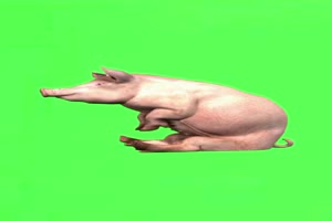 猪 飞猪 动物 绿屏抠像 特效素材 巧影ae 9手机特效图片