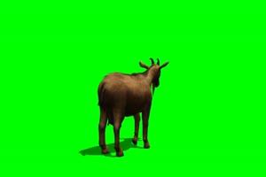 山羊 8 绿背景 绿屏抠像素材 巧影特效素材手机特效图片