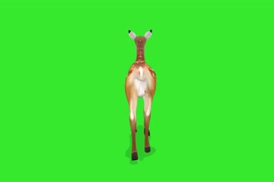 梅花鹿 绿屏动物 特效视频 抠像视频 巧影ae素材手机特效图片
