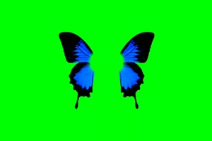 蝴蝶 16 绿屏抠像 巧影AE 特效素材 电影精灵[Tex手机特效图片