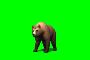 棕熊 2 绿屏抠像 特效素材 免费下载