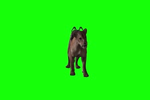 带鞍的母狮1 动物绿屏 绿幕视频 抠像素材下载手机特效图片