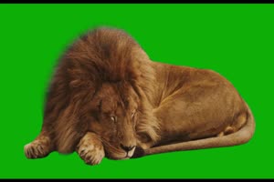5真实狮子在休息 把它抠图放在家里会不会很酷 绿幕素材