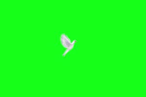 免费鸽子 飞鸟 白鹤 鸽子 绿幕素材 绿幕视频 @特手机特效图片