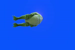 绿色蟾蜍癞蛤蟆下面 蓝幕背景 蓝幕素材 绿屏抠