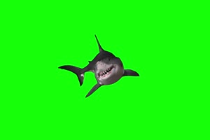 鲨鱼11 动物绿屏 绿幕视频