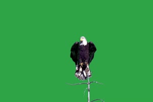 飞鹰绿幕视频素材 动物绿幕 剪映特效素材 特效手机特效图片