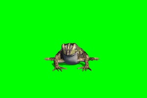 青蛙 3 绿背景 绿屏抠像素材 巧影特效素材手机特效图片